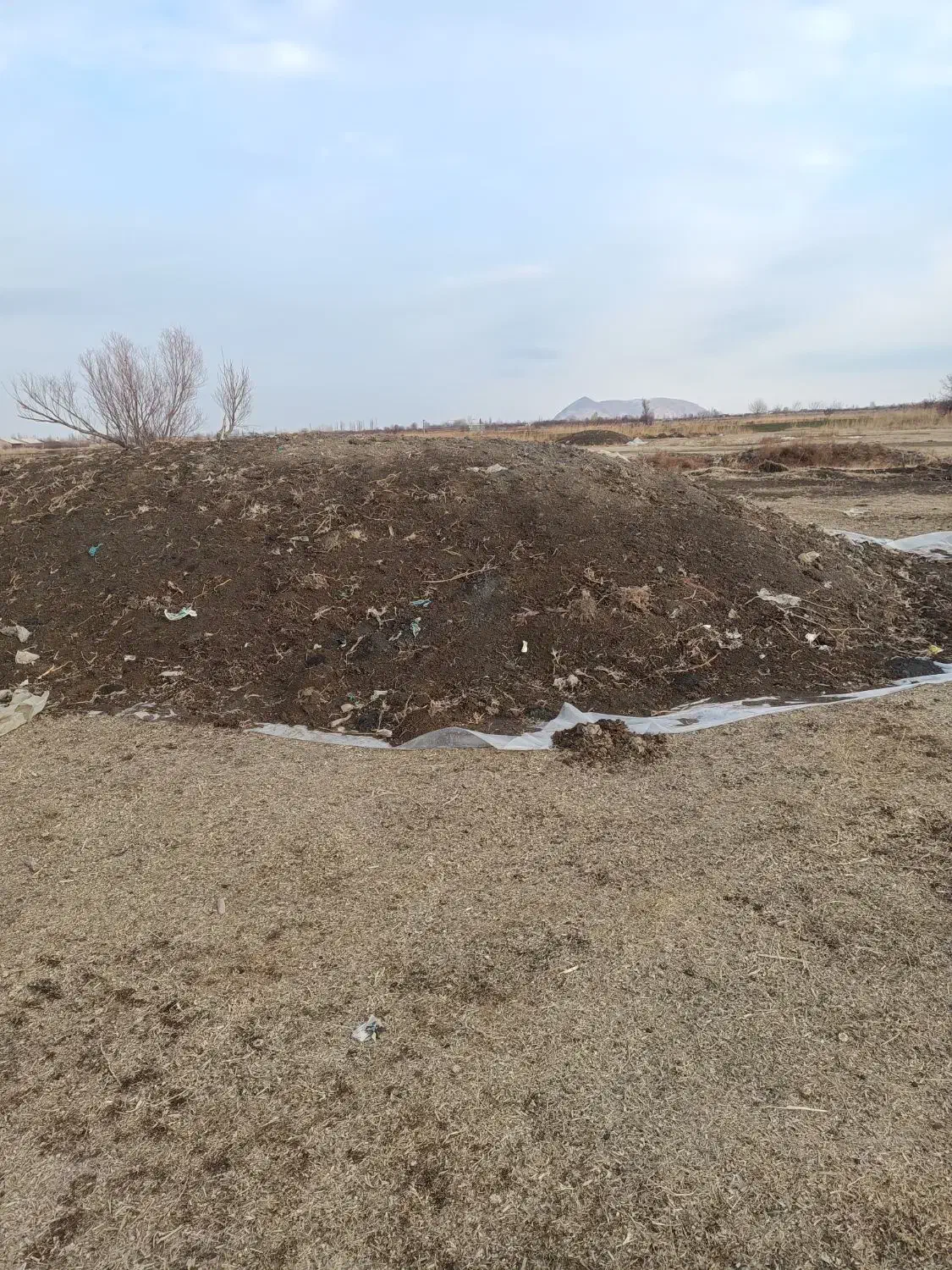 ذرت کشت دوم|حیوانات مزرعه|نوشین شهر, |دیوار