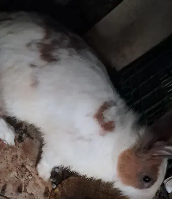 خرگوش|موش و خرگوش|کرمانشاه, |دیوار