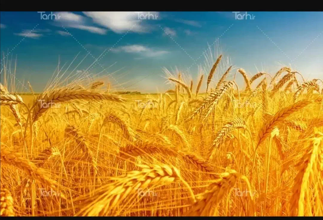 600 کیلو بذر گندم کریم|گل و گیاه طبیعی|فیروزآباد (فارس), |دیوار