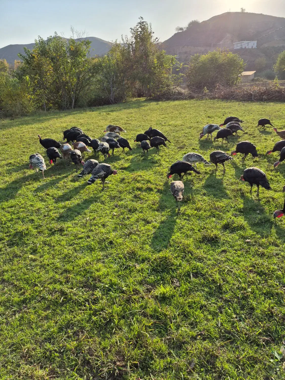 بوقلمو|حیوانات مزرعه|خدا آفرین, |دیوار