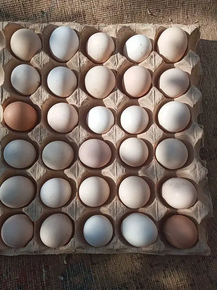 فروش تخم مرغ بومی|خوردنی و آشامیدنی|شاهینشهر, گزبرخوار|دیوار