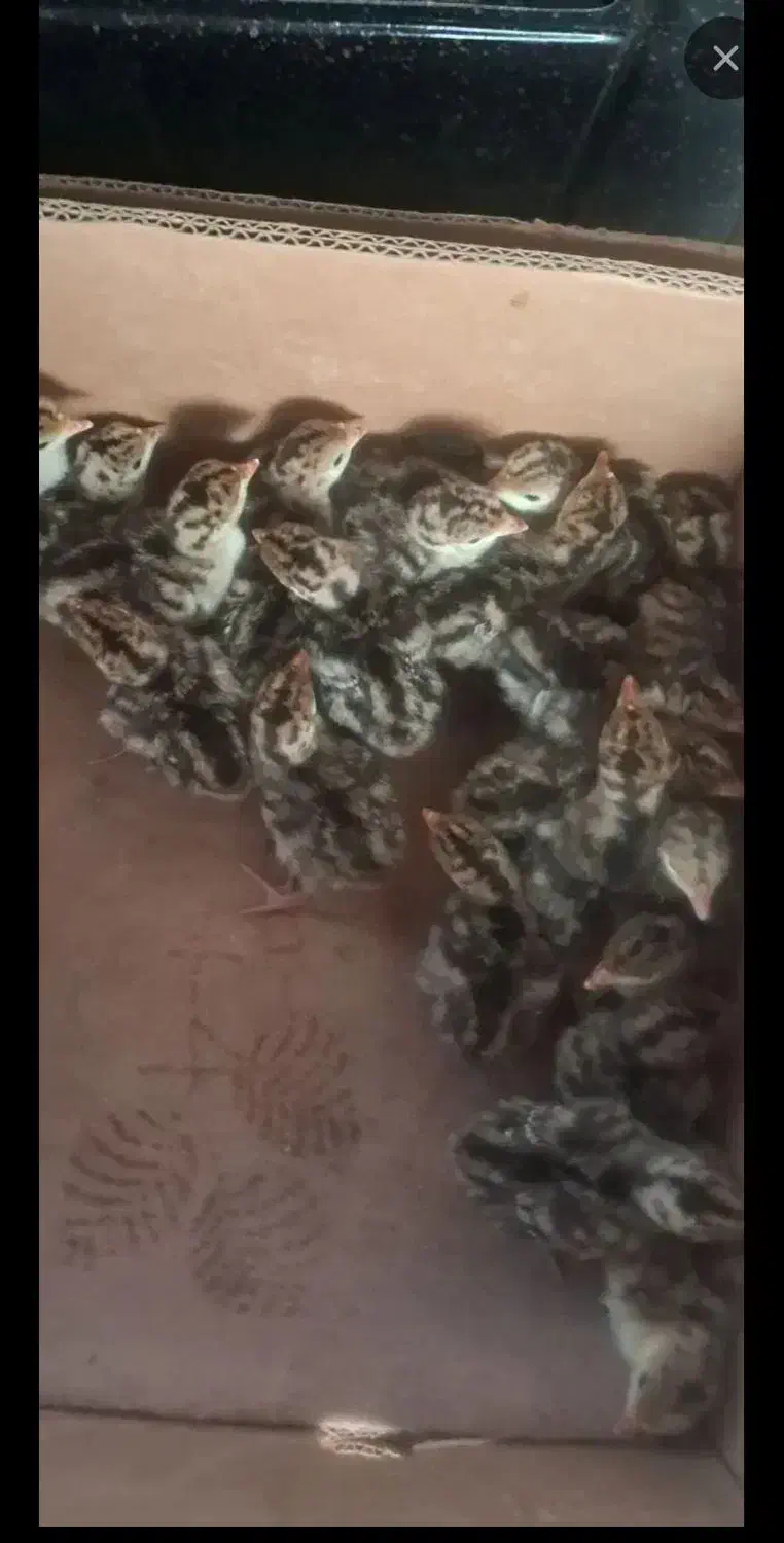 فروش تخم نطفه دار غاز و جوجه غاز و بوقلمون|حیوانات مزرعه|قائم‌شهر, |دیوار