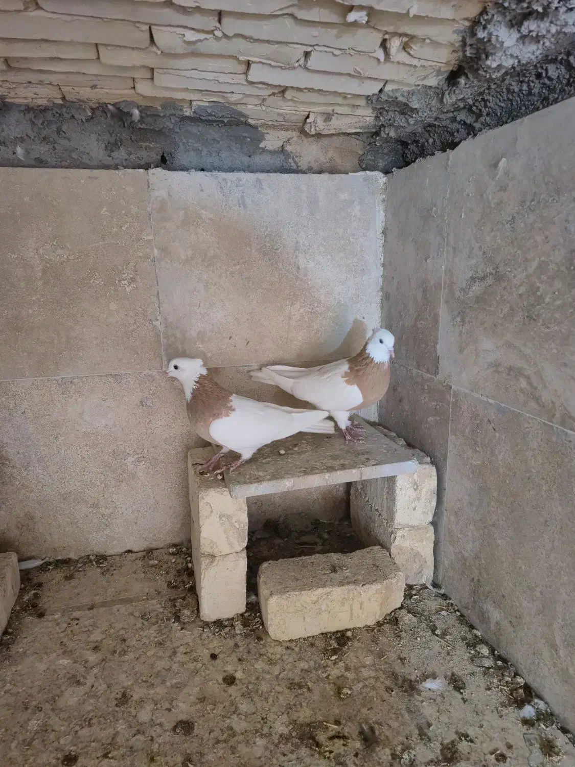 کبوتر|پرنده|چادگان, |دیوار