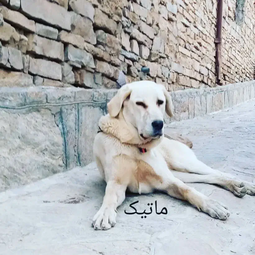 ماده پژدر|سگ|سروآباد, |دیوار