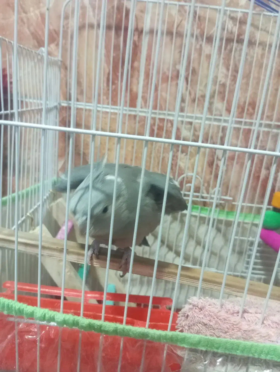 طوطی عروس هلندی|پرنده|قشم, |دیوار