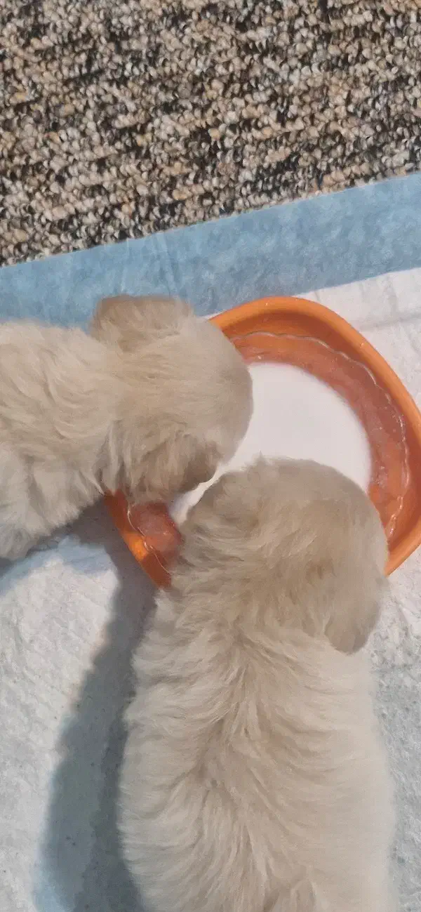 واگذاری سگ اشپیتز|سگ|جم, |دیوار