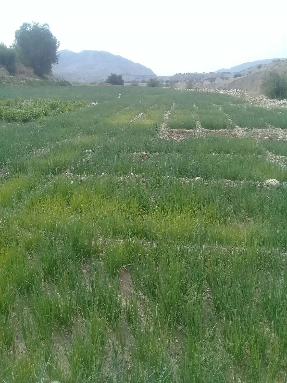 فروش تیم پیازوترپیاز|خوردنی و آشامیدنی|دهدشت, |دیوار