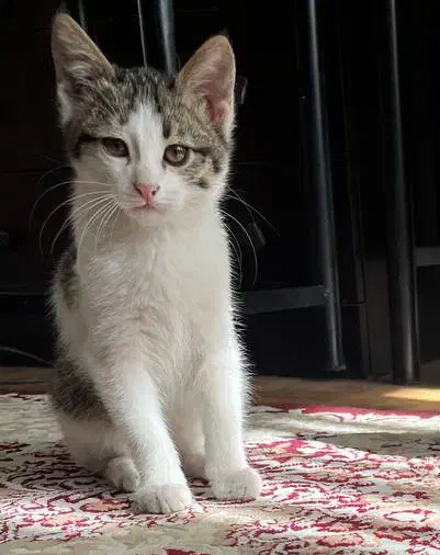 واگذاری گربه،۳ ماهه، دستی، خشگل|گربه|لنجان, |دیوار