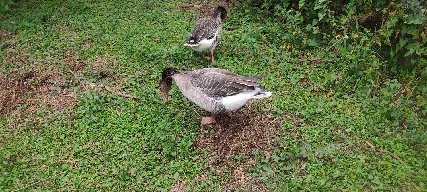 غاز.. محلی ماده تخمگذار|حیوانات مزرعه|فومن, |دیوار