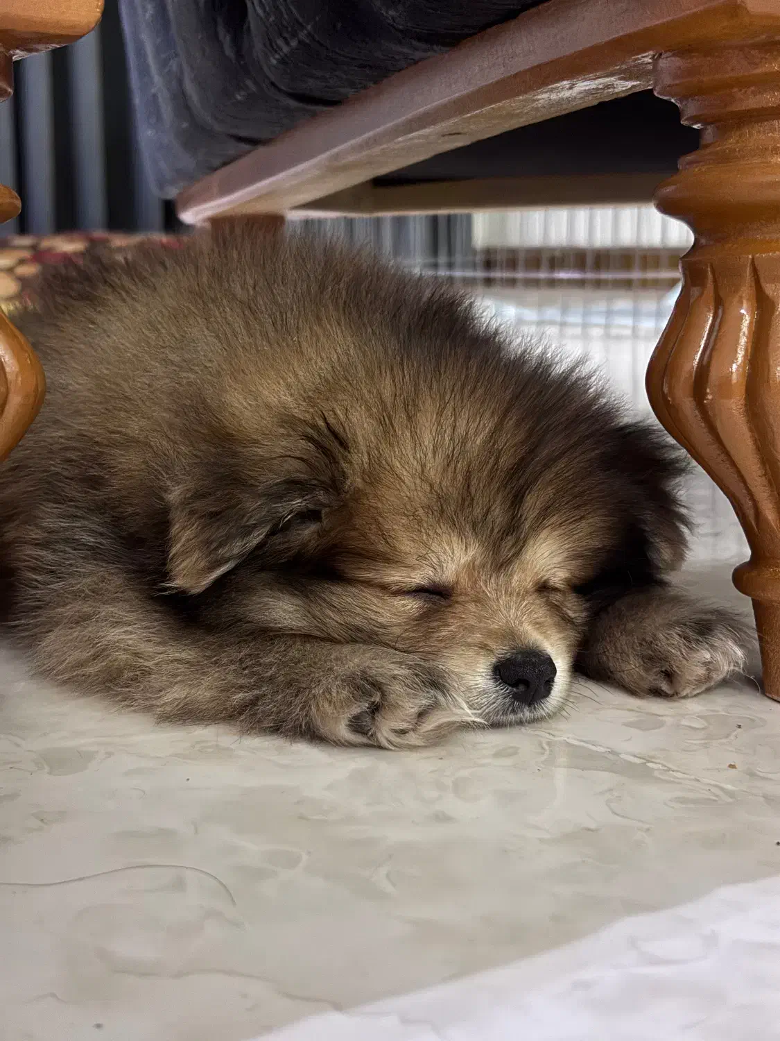 پامرین خرسی بامزه|سگ|فردیس, ثابتی|دیوار