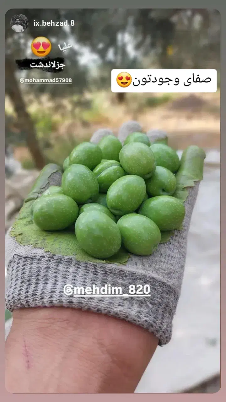 زیتون شکسته کنسروی و حدود یک تن روغن در کارخونه|حراج|طارم (زنجان), |دیوار