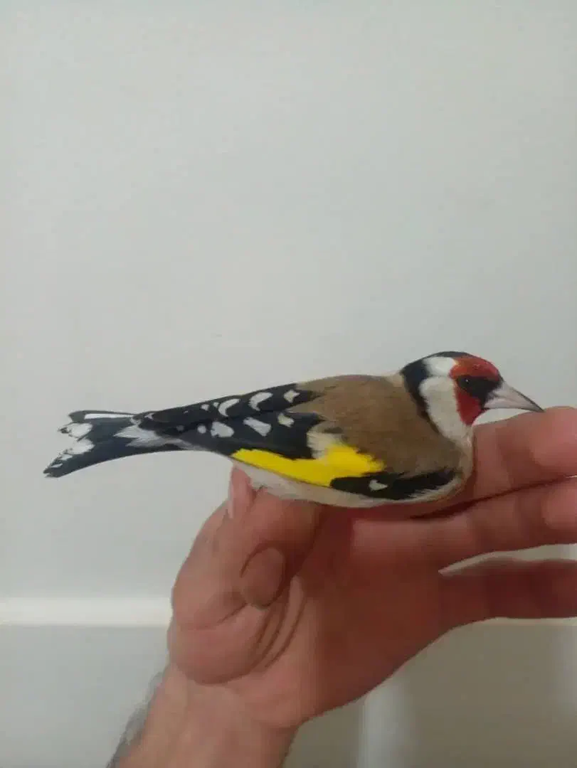 سهره|پرنده|کامیاران, |دیوار