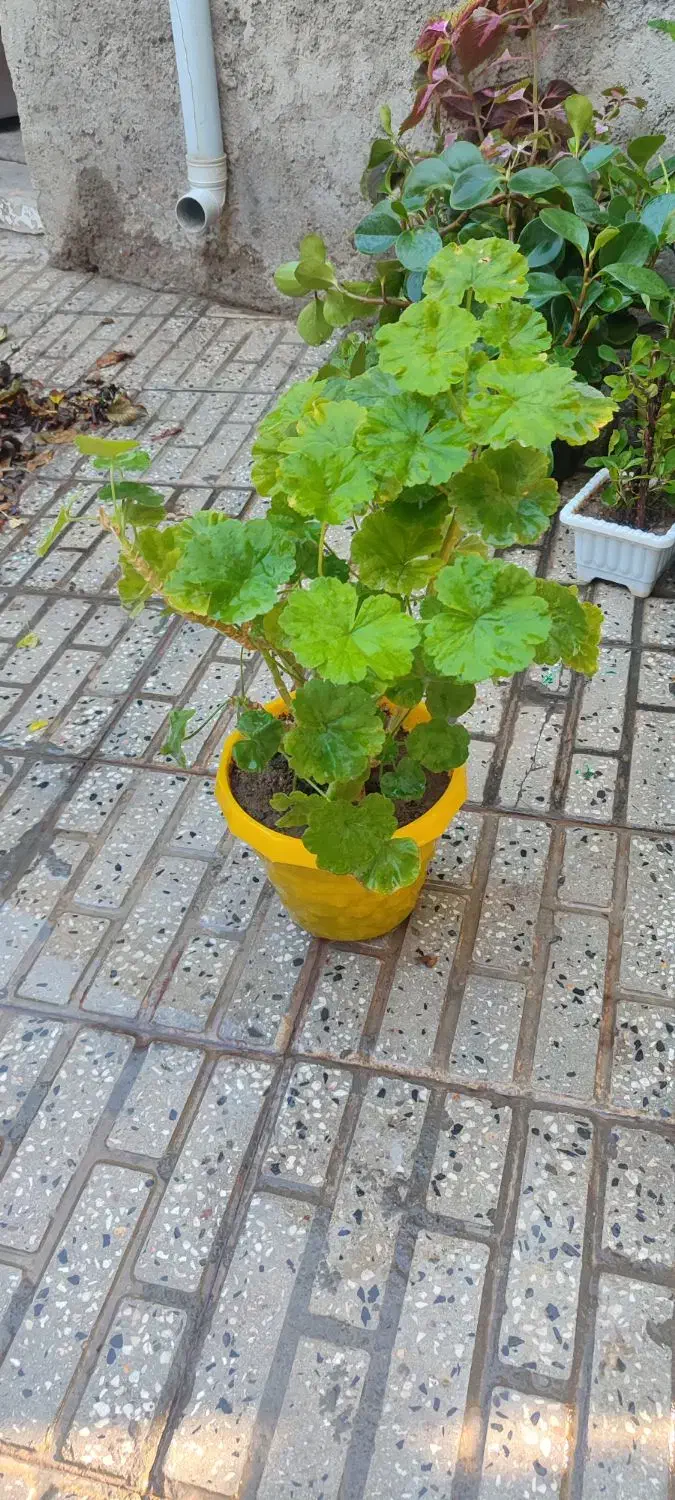 گل های خانگی|گل و گیاه طبیعی|اهر, |دیوار