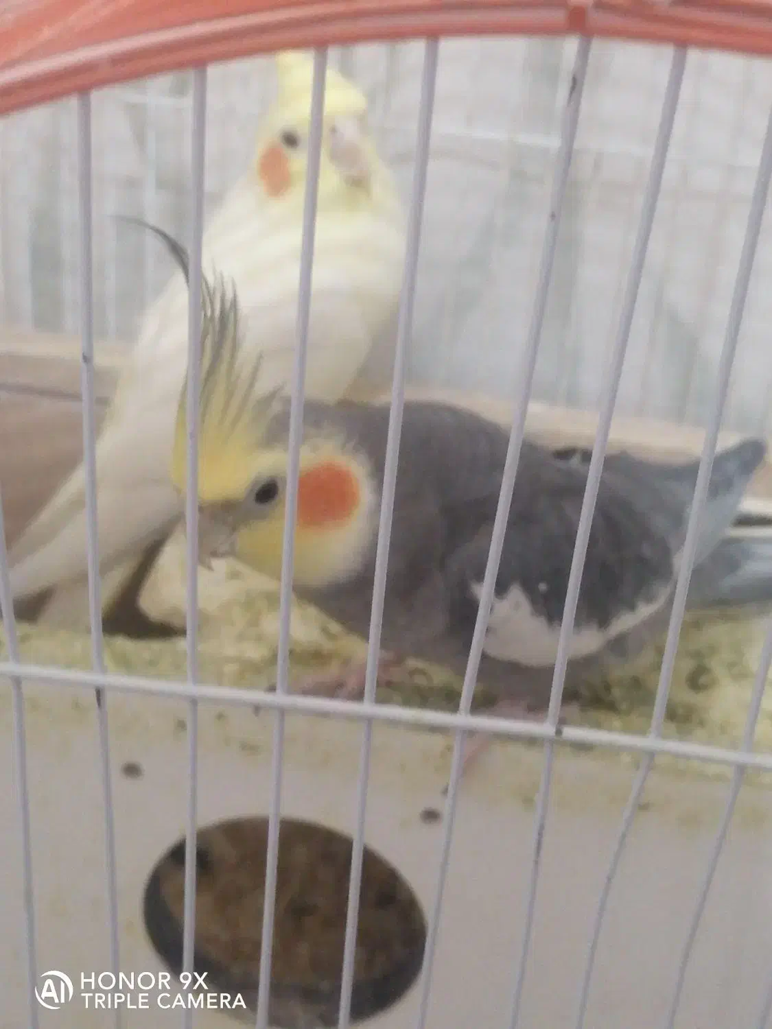 عروس هلندی ماده ونر|پرنده|قزوین, |دیوار