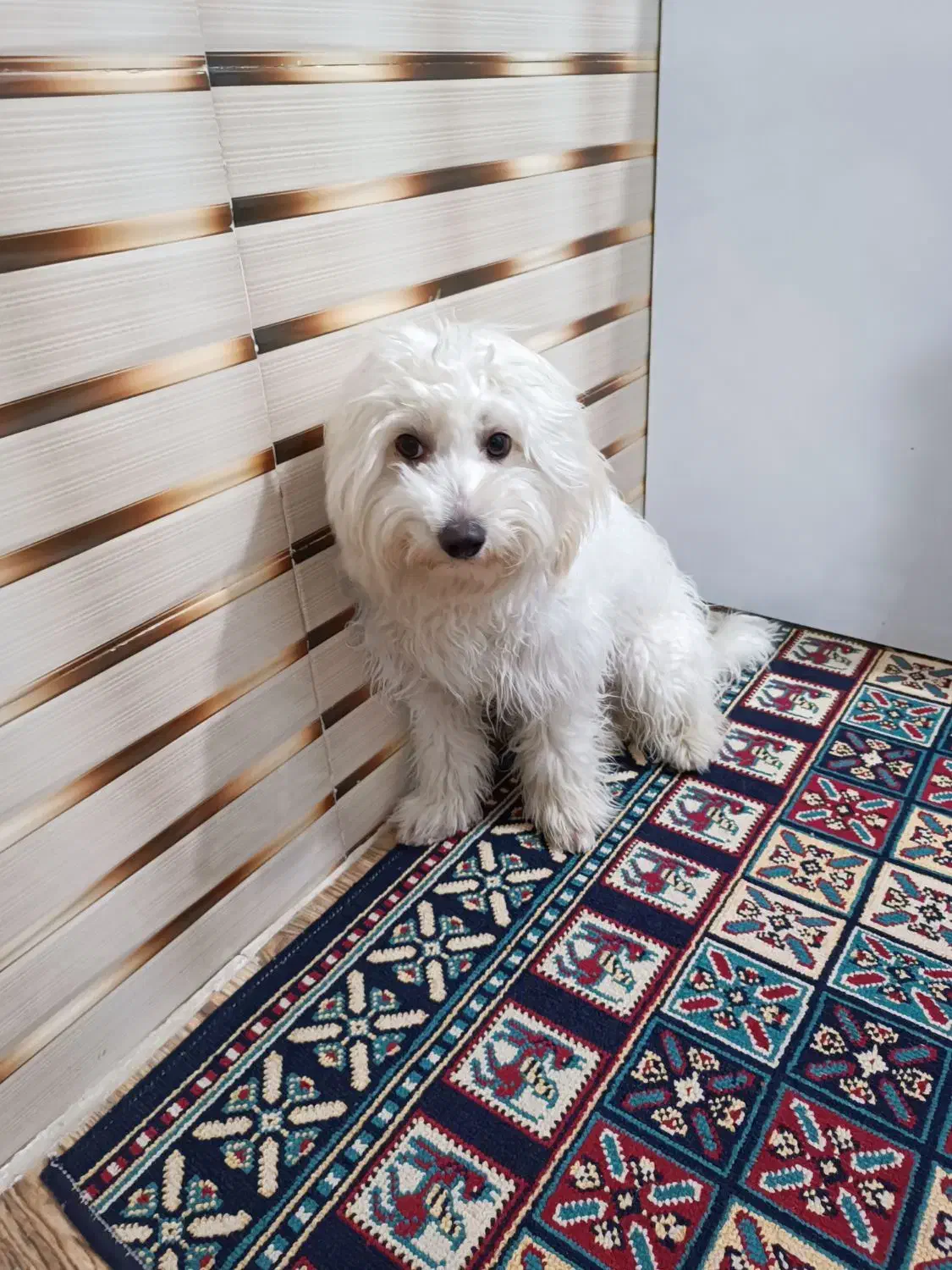 واگذاری پودل میکس|سگ|رباط‌کریم, مسکن مهر آبشناسان|دیوار