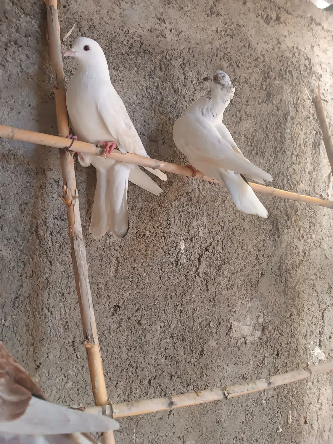 کفترتک پر|پرنده|مینودشت, |دیوار