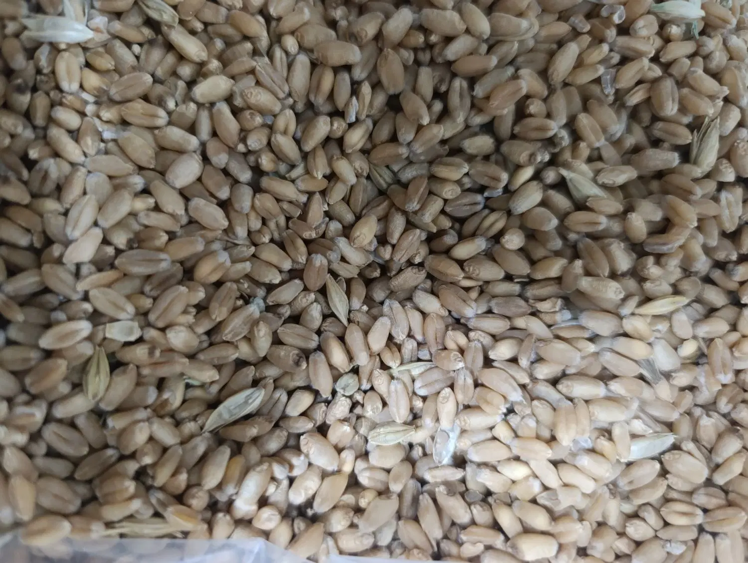 گندم|خوردنی و آشامیدنی|اهواز, گلدشت|دیوار
