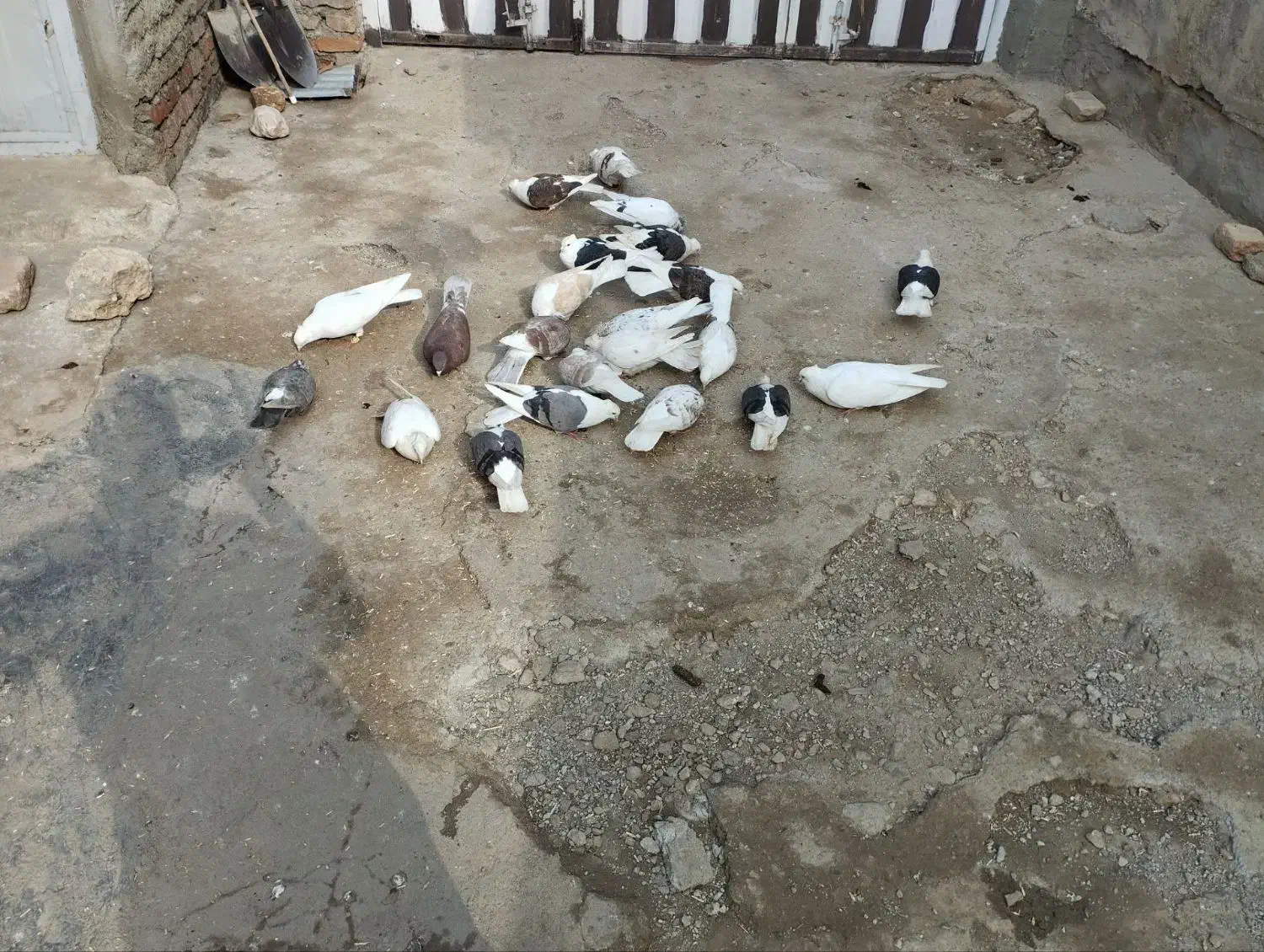 ...|پرنده|سیلاخور, |دیوار