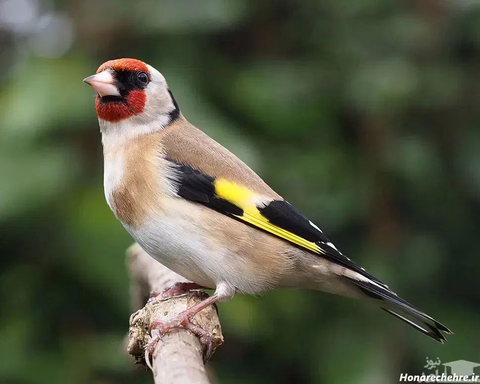 سهره|پرنده|برخوار, |دیوار