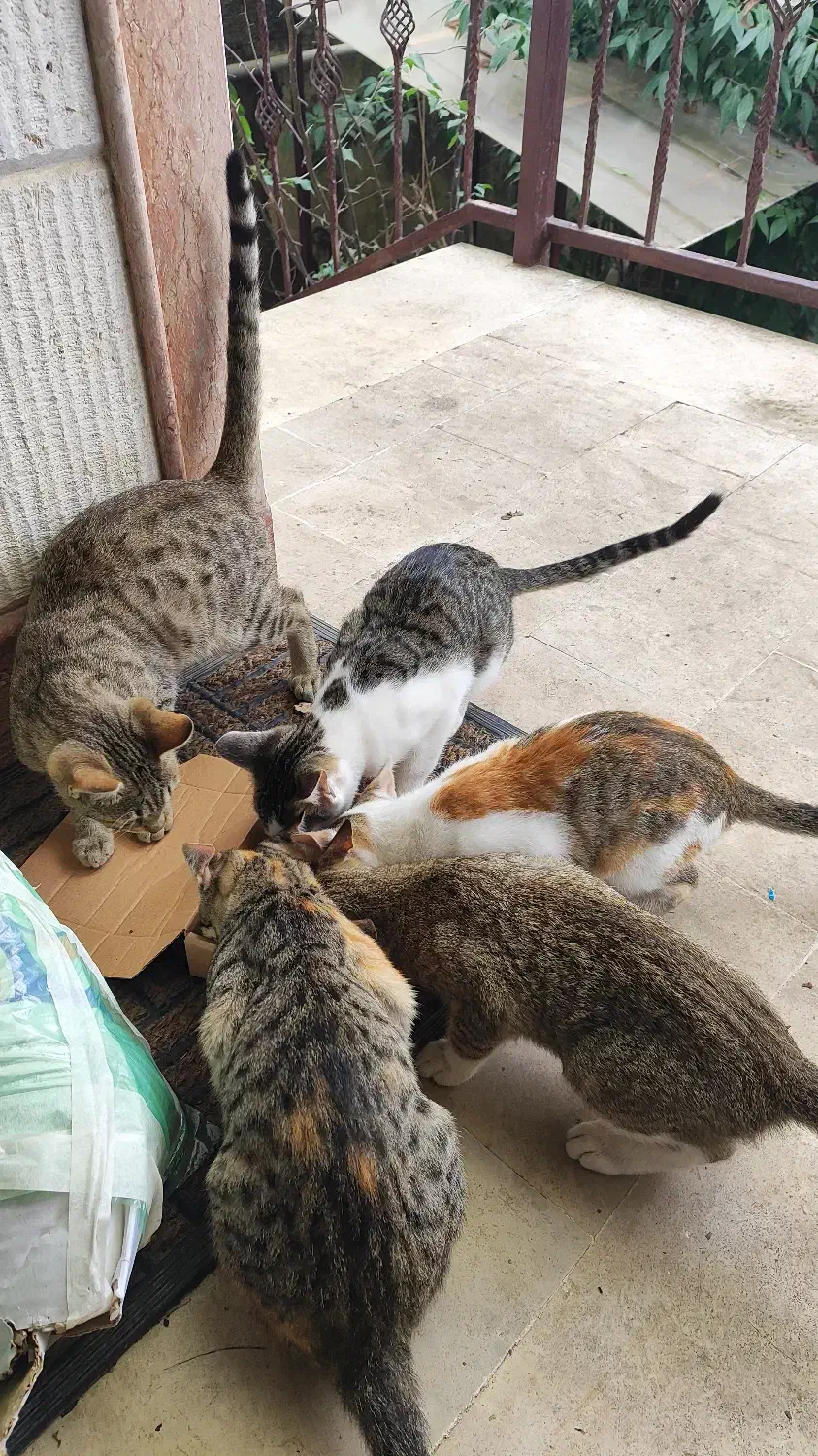 واگذاری چند بچه گربه|گربه|رشت, لاکان شهر|دیوار