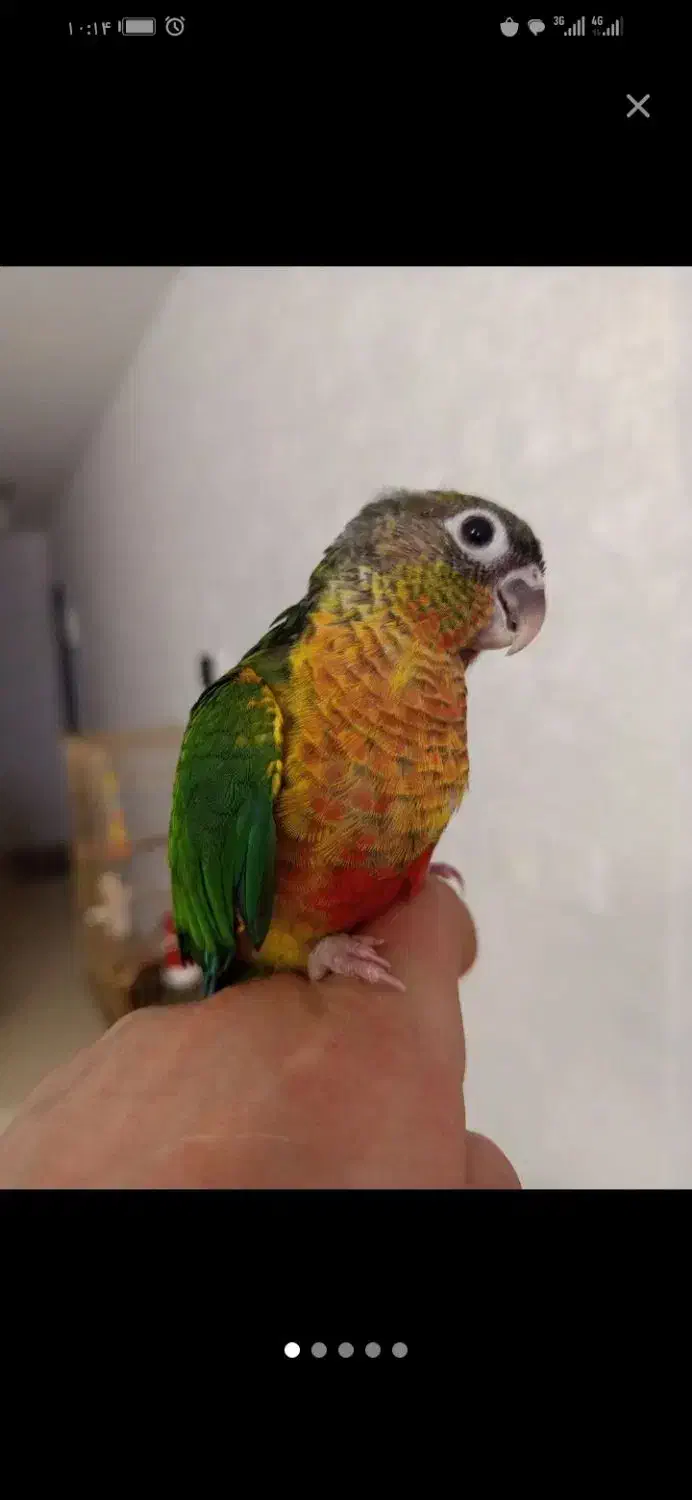 طوطی|پرنده|کرج, کیانمهر|دیوار