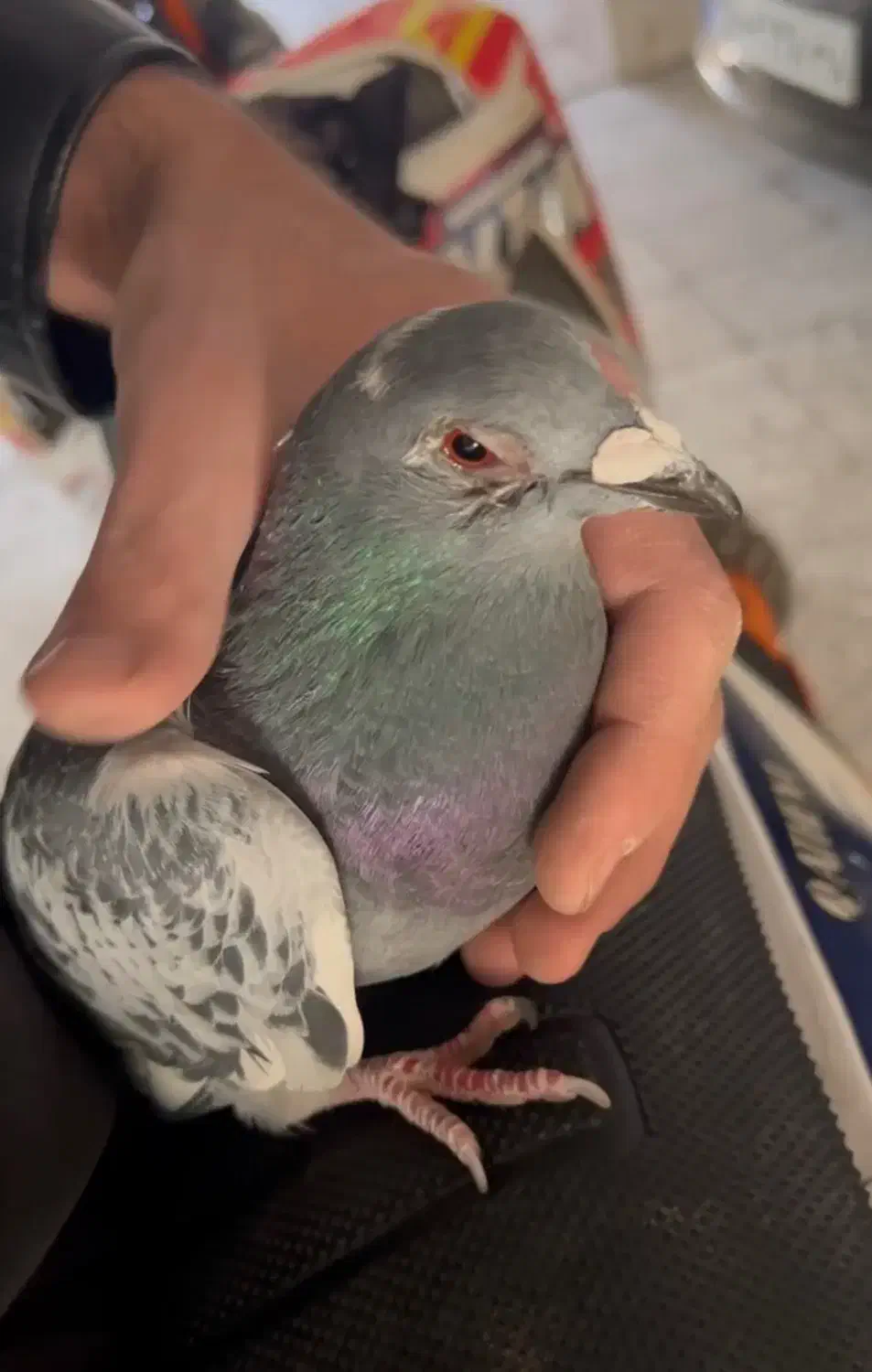 کفتر پلاکی مریض و بی حال پیدا شده|پرنده|کرج, شاهین‌ویلا|دیوار