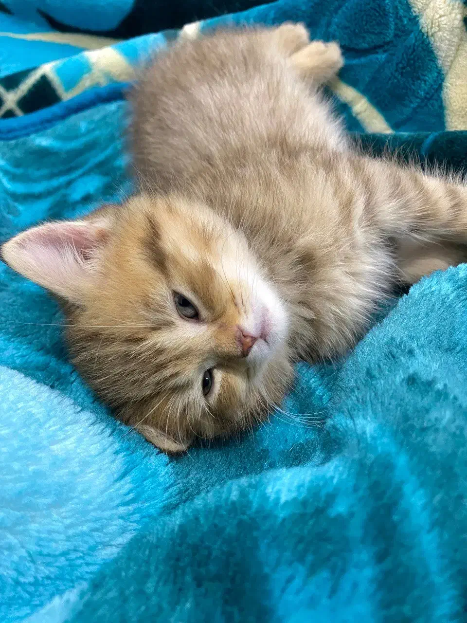 گربه بریتیش نر|گربه|بندرعباس, |دیوار