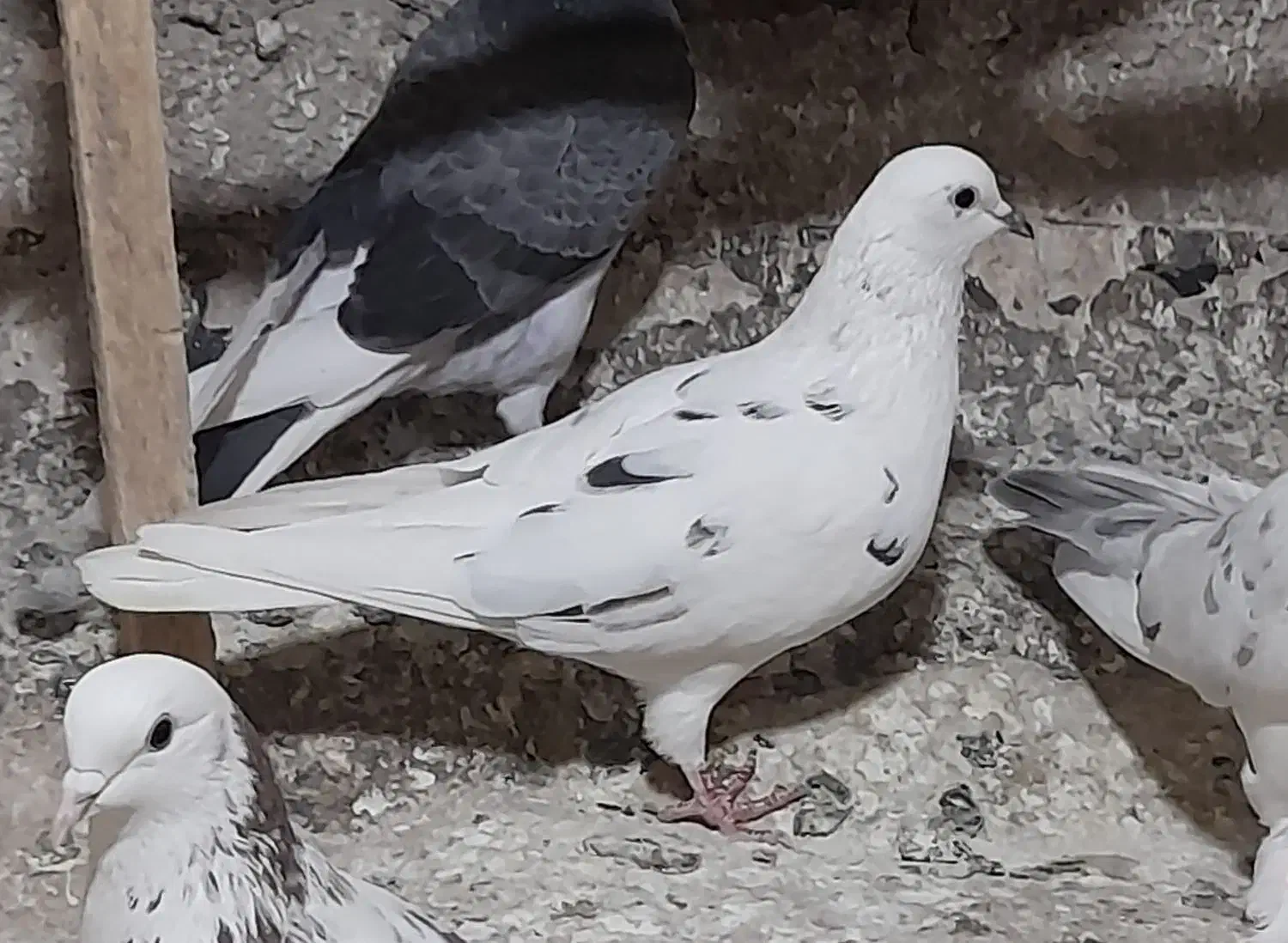 کفتر یا کبوتر پرشی رو بلندی|پرنده|قرچک, زیبا شهر|دیوار