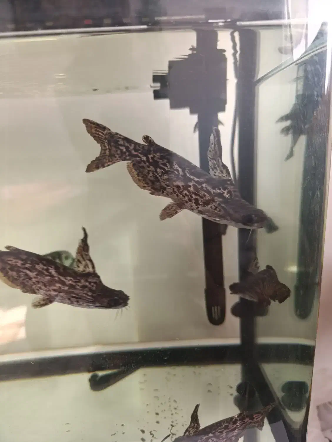 ماهی کت چوبی 6عدد|ماهی|اندیشه, اندیشه فاز ۴|دیوار