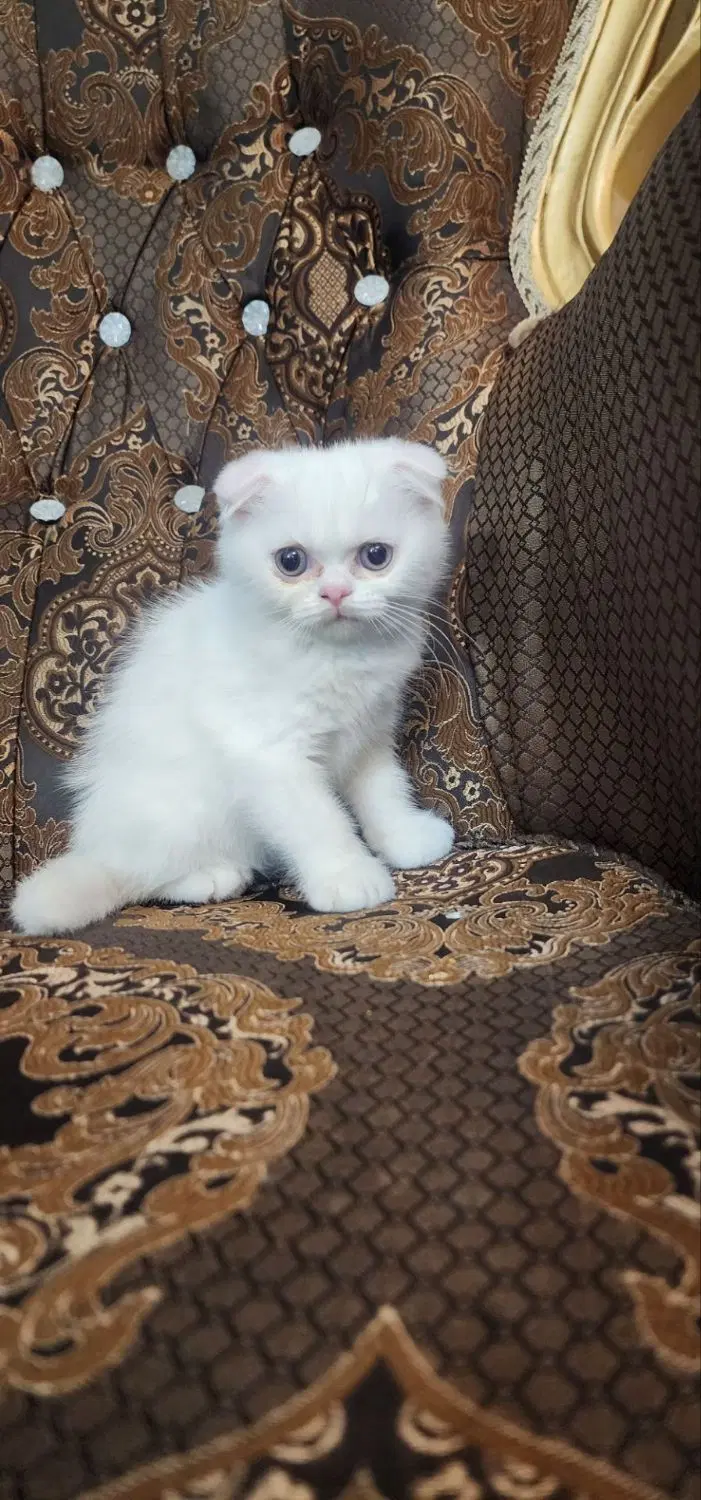 گربه|گربه|تهران, تهرانسر شرقی|دیوار
