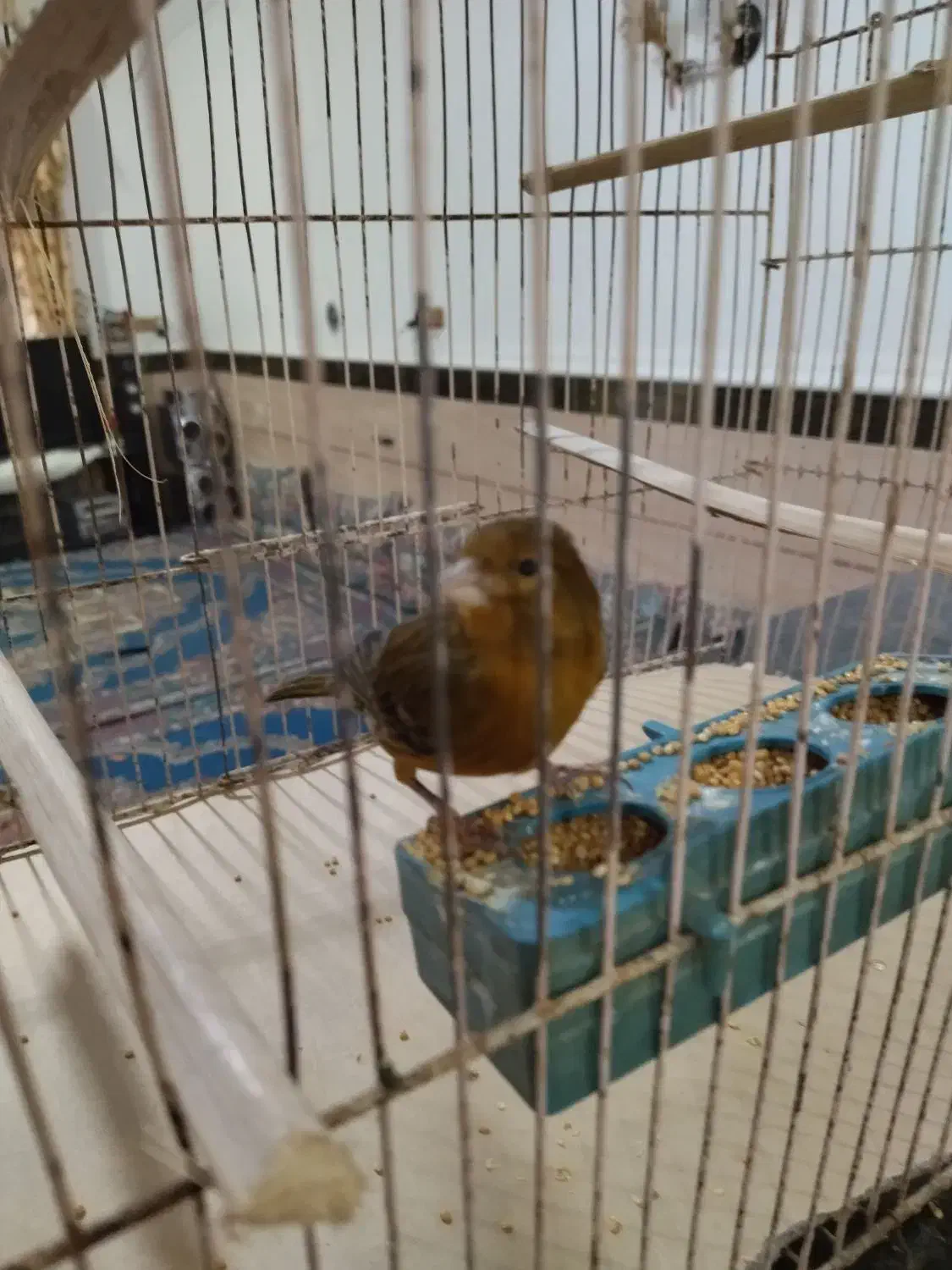 قناری دستی|پرنده|برازجان, |دیوار