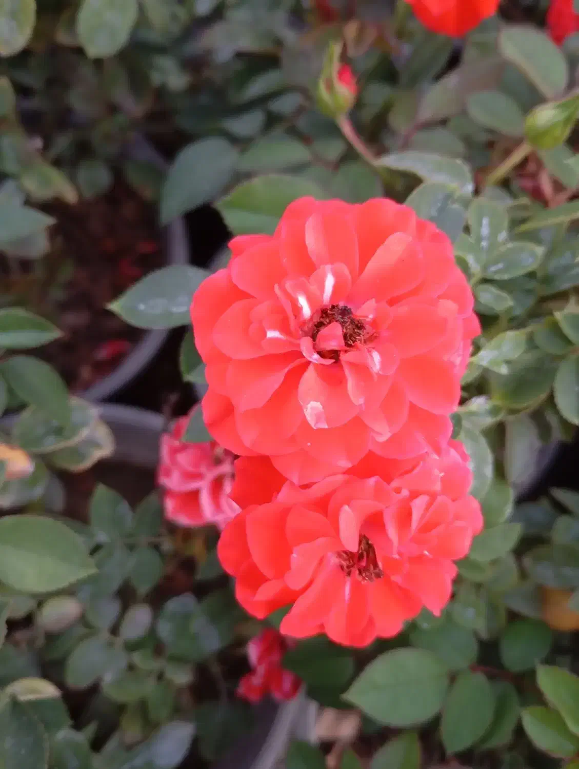 تولید کننده انواع رز هلندی و ساناز|گل و گیاه طبیعی|شریفآباد, |دیوار