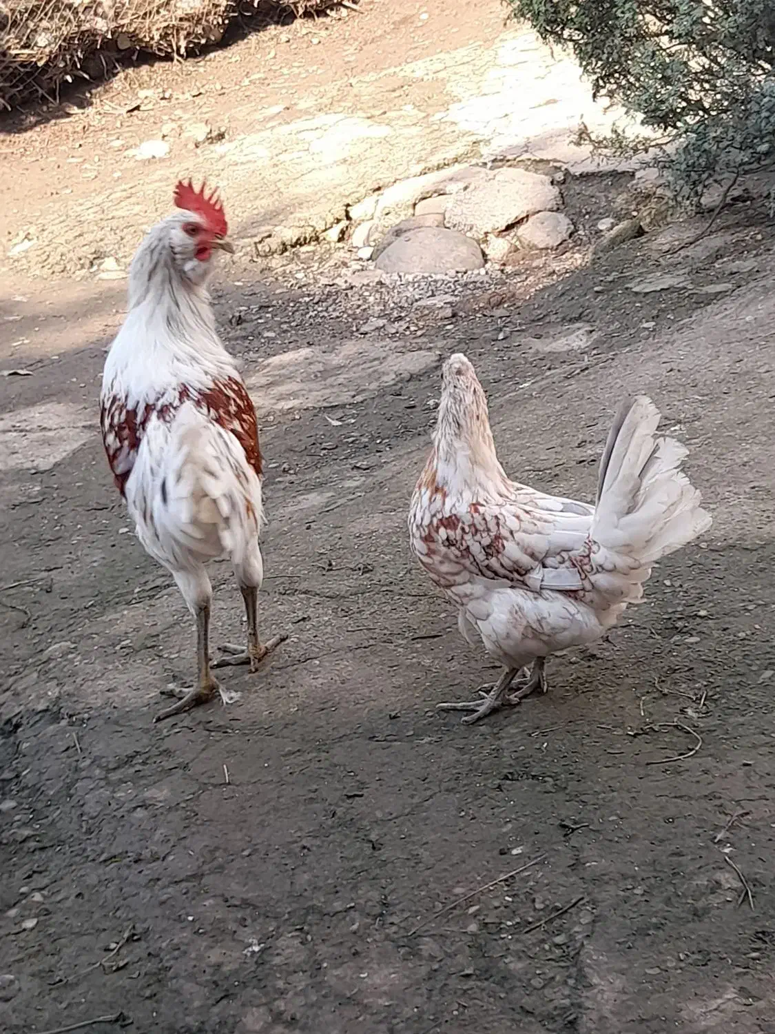 مرغ وخروس گلین|حیوانات مزرعه|رحیم‌آباد, |دیوار