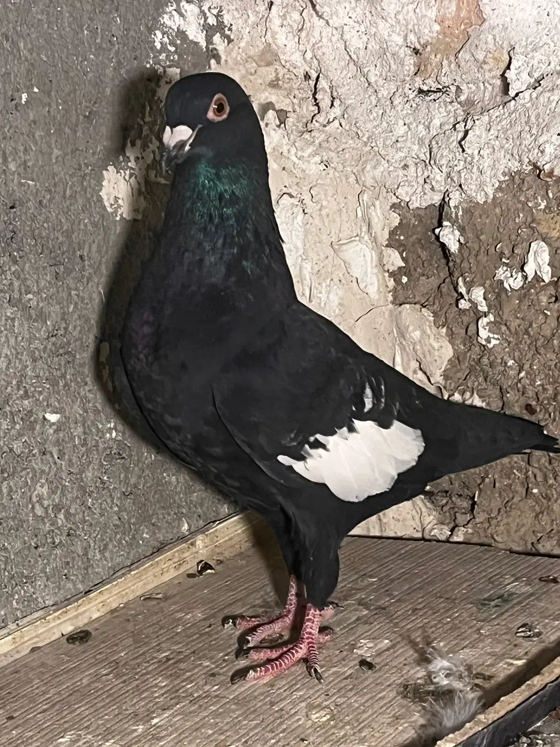 سرک سیاه|پرنده|شیراز, شهرک نیروی انتظامی|دیوار