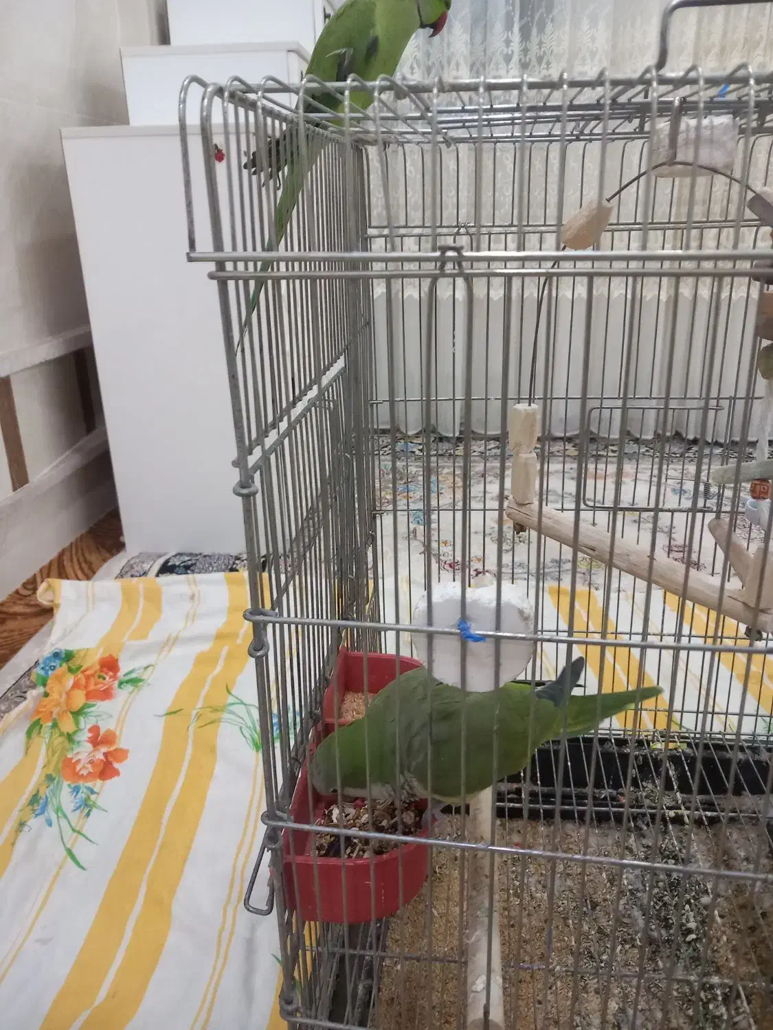 راهب و طوطی ملنگو...|پرنده|میبد, |دیوار