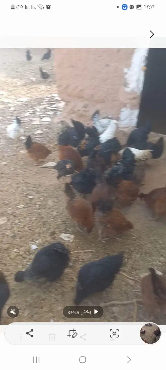 فروش مرغ و خروس|حیوانات مزرعه|سلامی, |دیوار