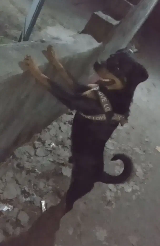 سگ روتوایلر نر|سگ|بندر انزلی, معلم|دیوار