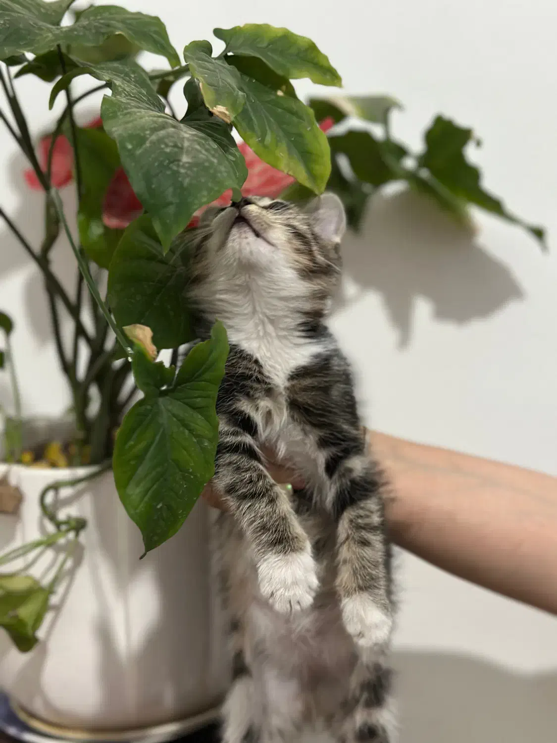 واگذاری گربه|گربه|شهریار, شهریار|دیوار