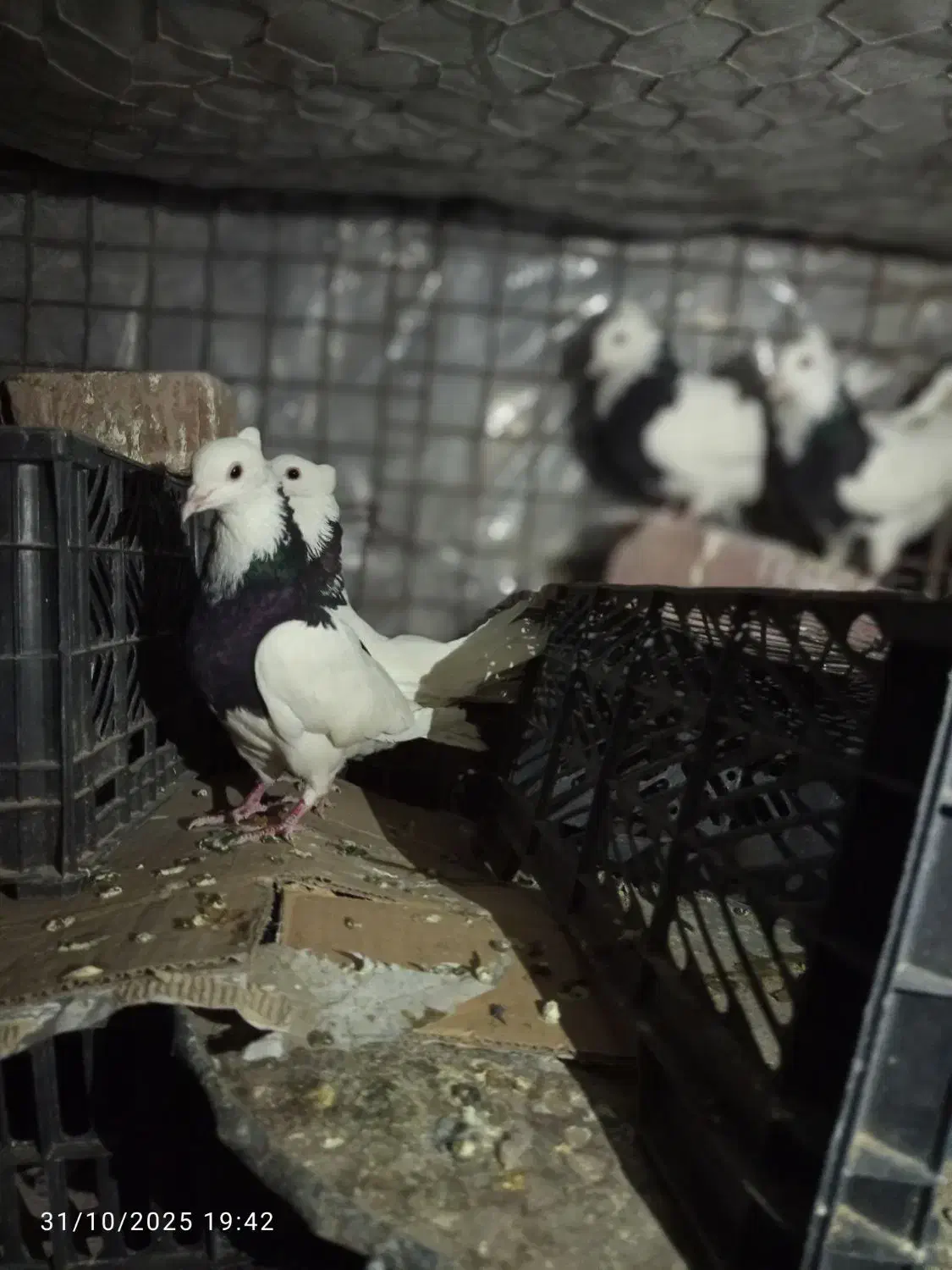 طوقی خوشگل|پرنده|خاش, |دیوار