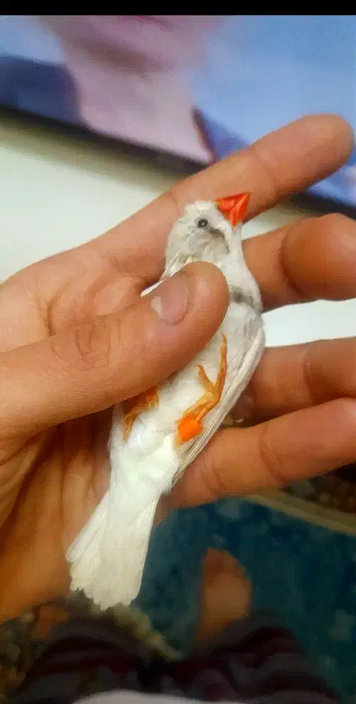 فنچ نرو ماده دو بار جوجه داده .معاوضه با کفتر|پرنده|قرچک, میرزائی شمالی|دیوار