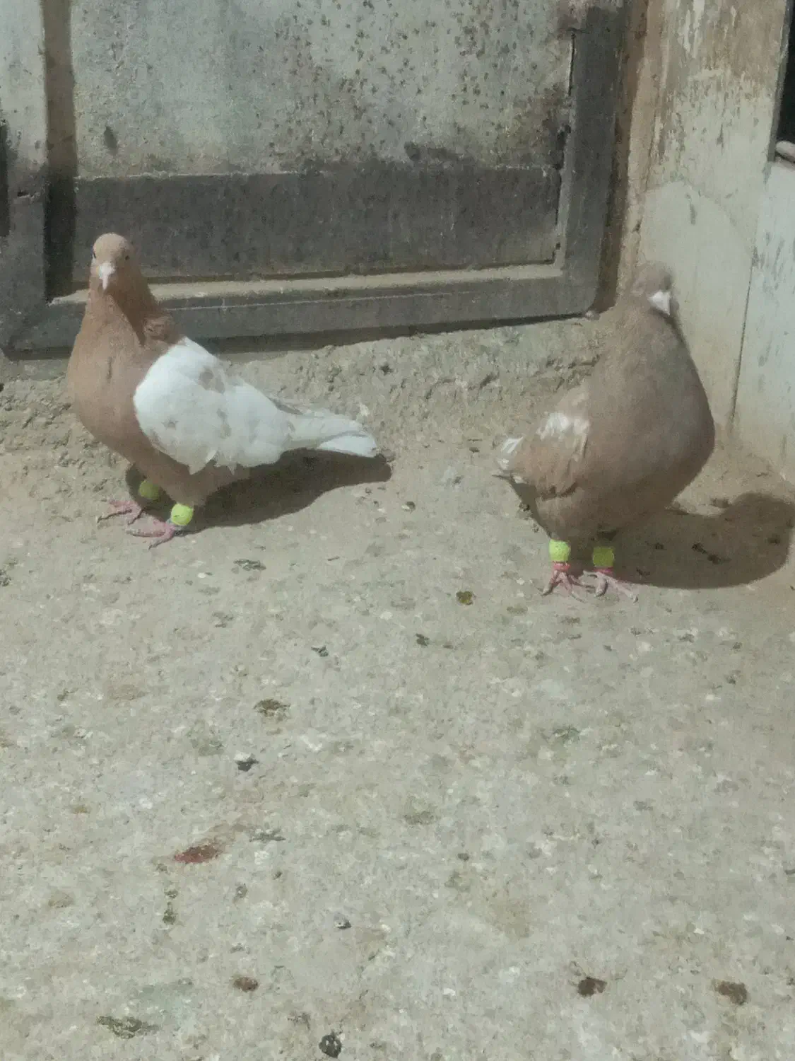 یک جفت سینه زرد|پرنده|شیروان (خراسان), |دیوار