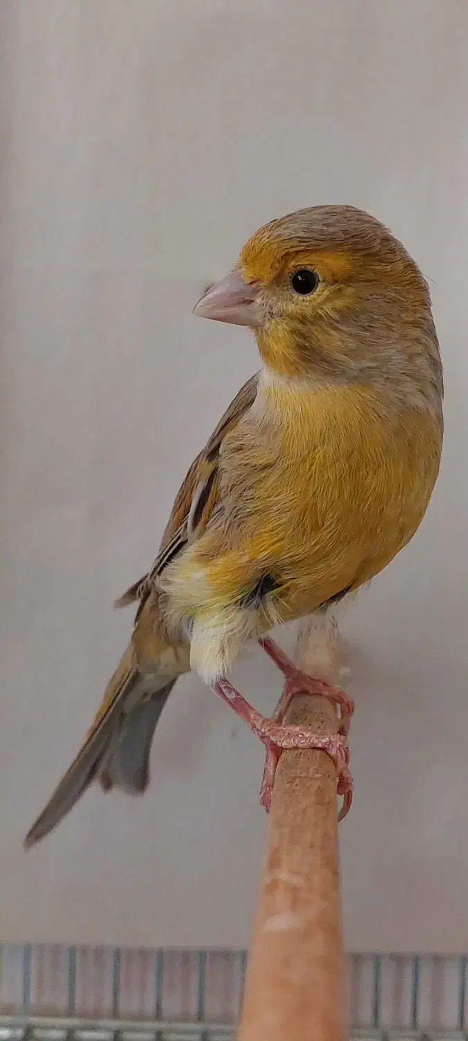 تعداد ماده قناری اوپال تن نخورده سهره یاسمین|پرنده|پاکدشت, شهرک انقلاب|دیوار