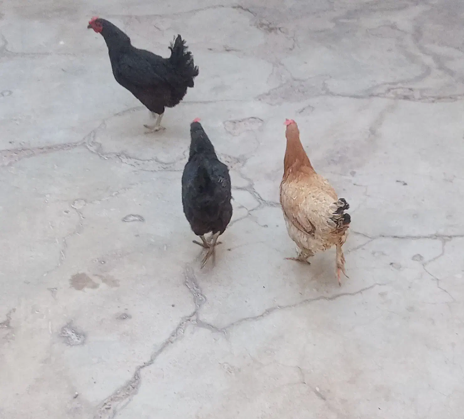 مرغ اری تخم گذار|حیوانات مزرعه|اندیکا, |دیوار