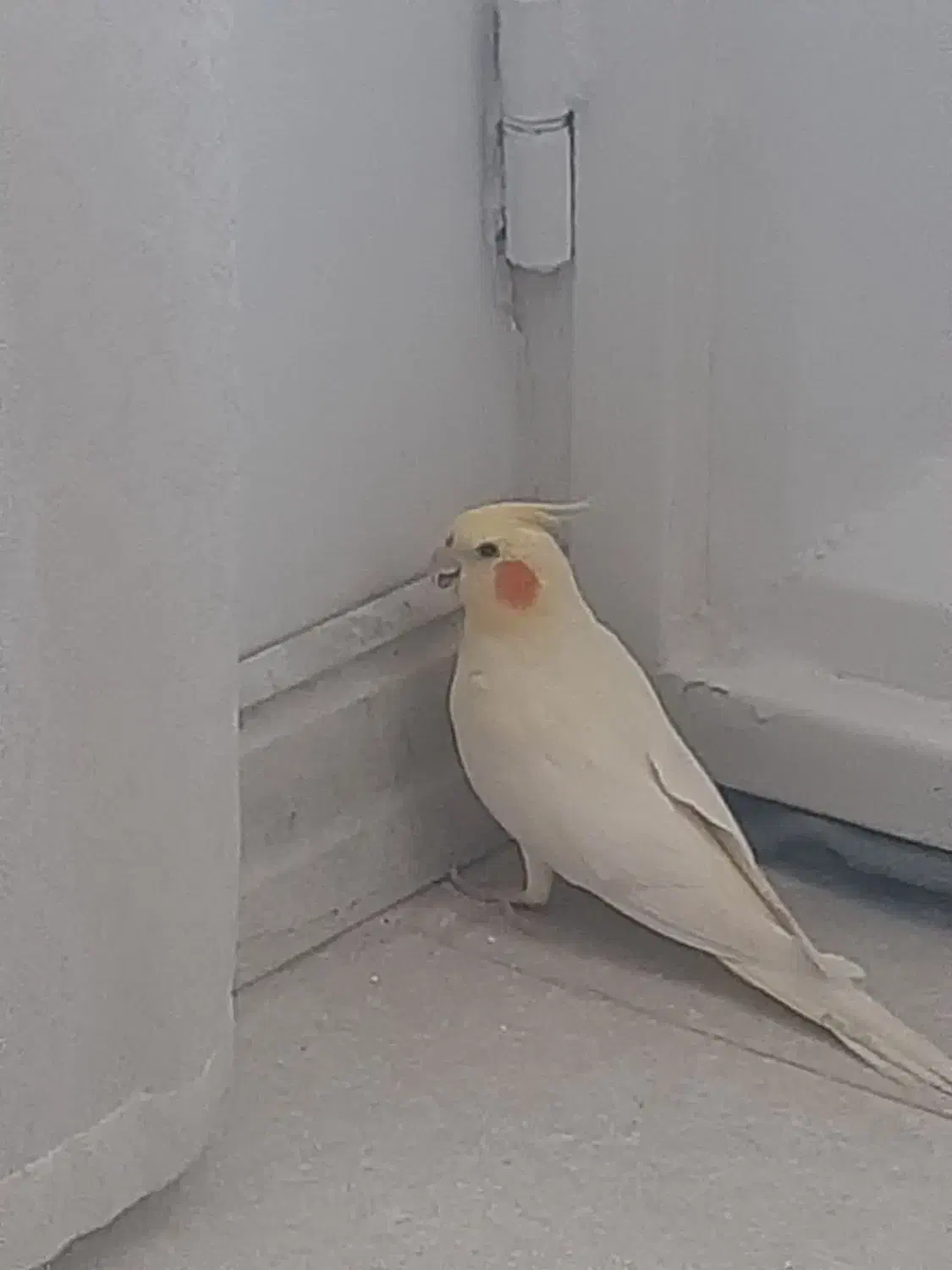 عروس هلندی|پرنده|دزفول, |دیوار