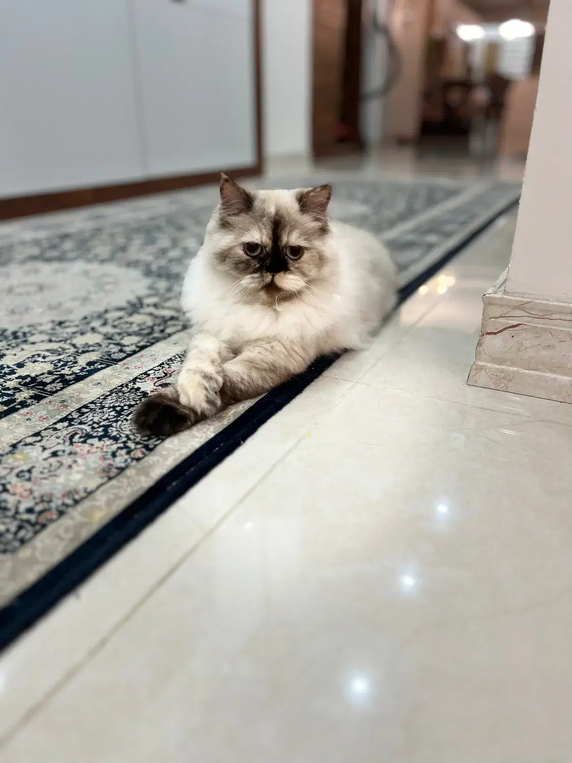 فروش گربه هیمالین|گربه|ساری, |دیوار