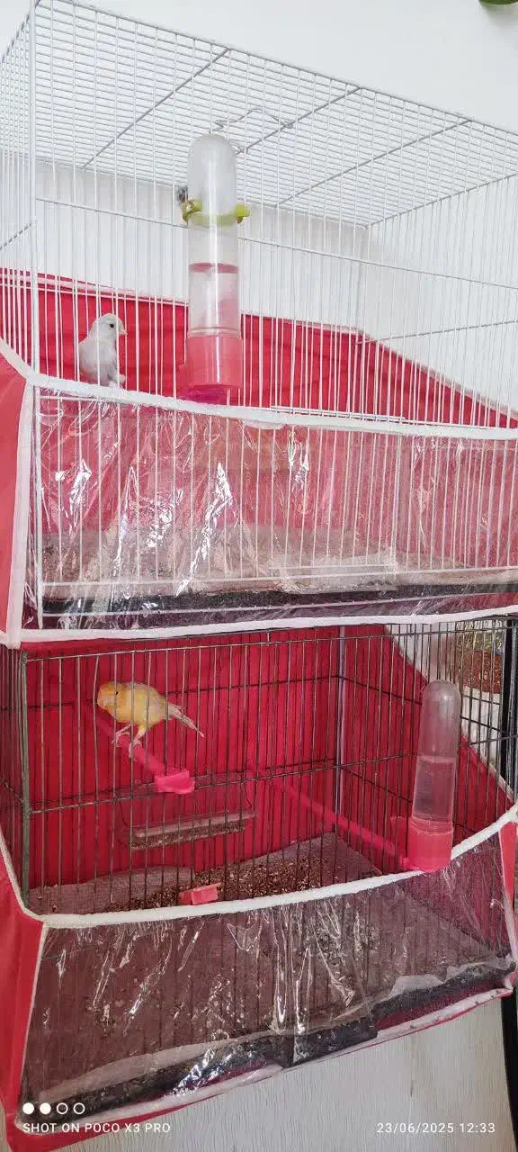 قناری|پرنده|مشهد, خلق آباد سفلی|دیوار