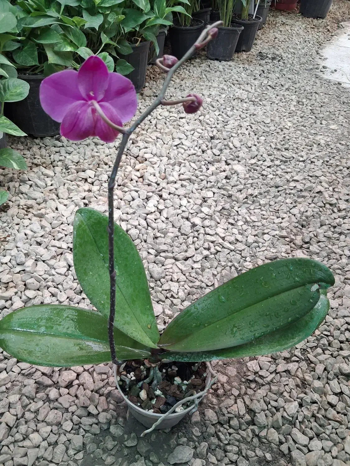 ارکیده دندروبیوم فالانوپسیس وانیل البوکا اسپیرالیس|گل و گیاه طبیعی|مشهد, شهرک صنعتی توس|دیوار