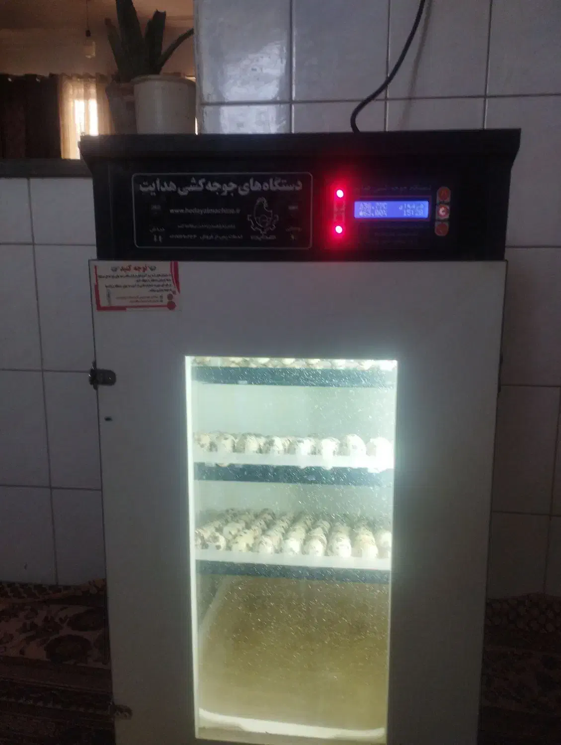 تخم نطفه دار بلدرچین|حیوانات مزرعه|زاهدان, |دیوار