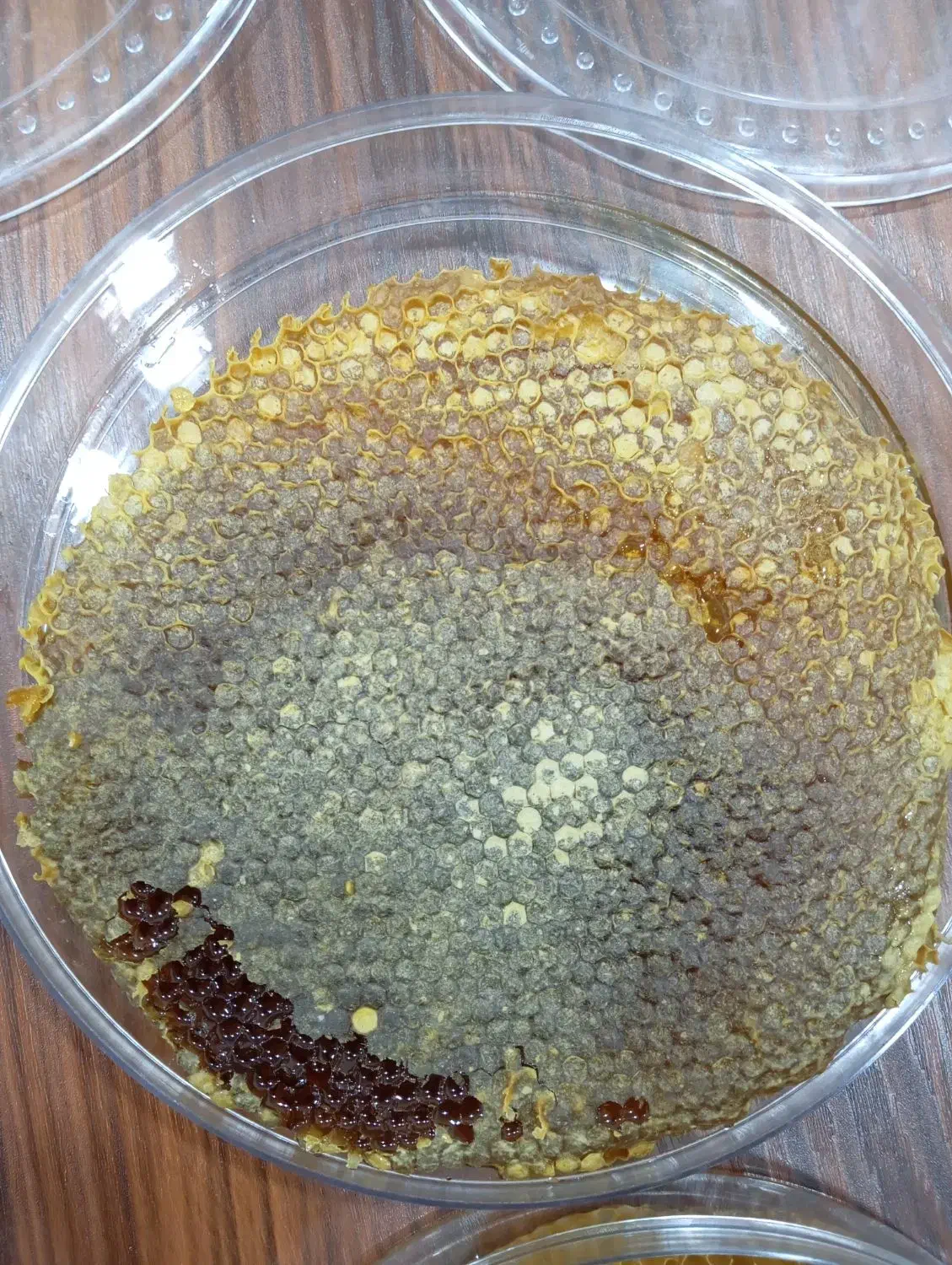 عسل طبیعی باضمانت|خوردنی و آشامیدنی|بانه, |دیوار