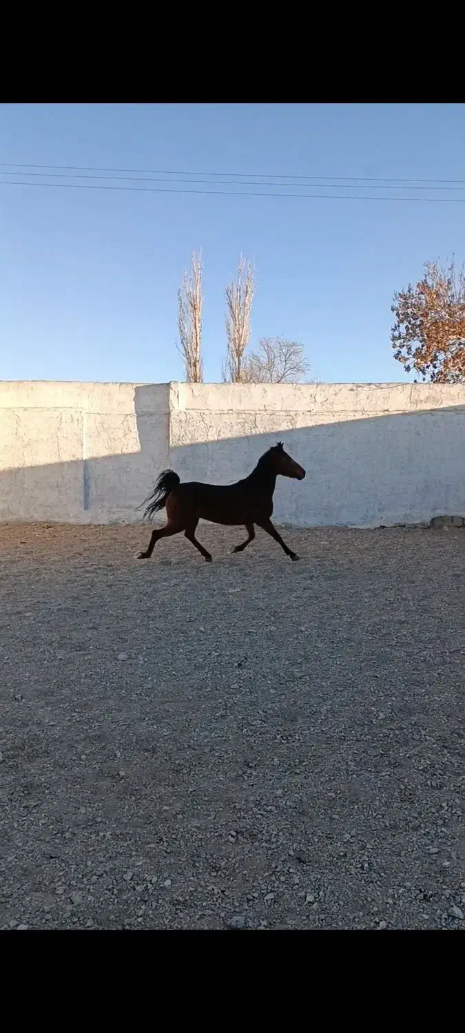 یک راس مادیان کردبهمراه ۲ راس کره  مدرک دار|اسب و تجهیزات اسب‌سواری|گلپایگان, |دیوار